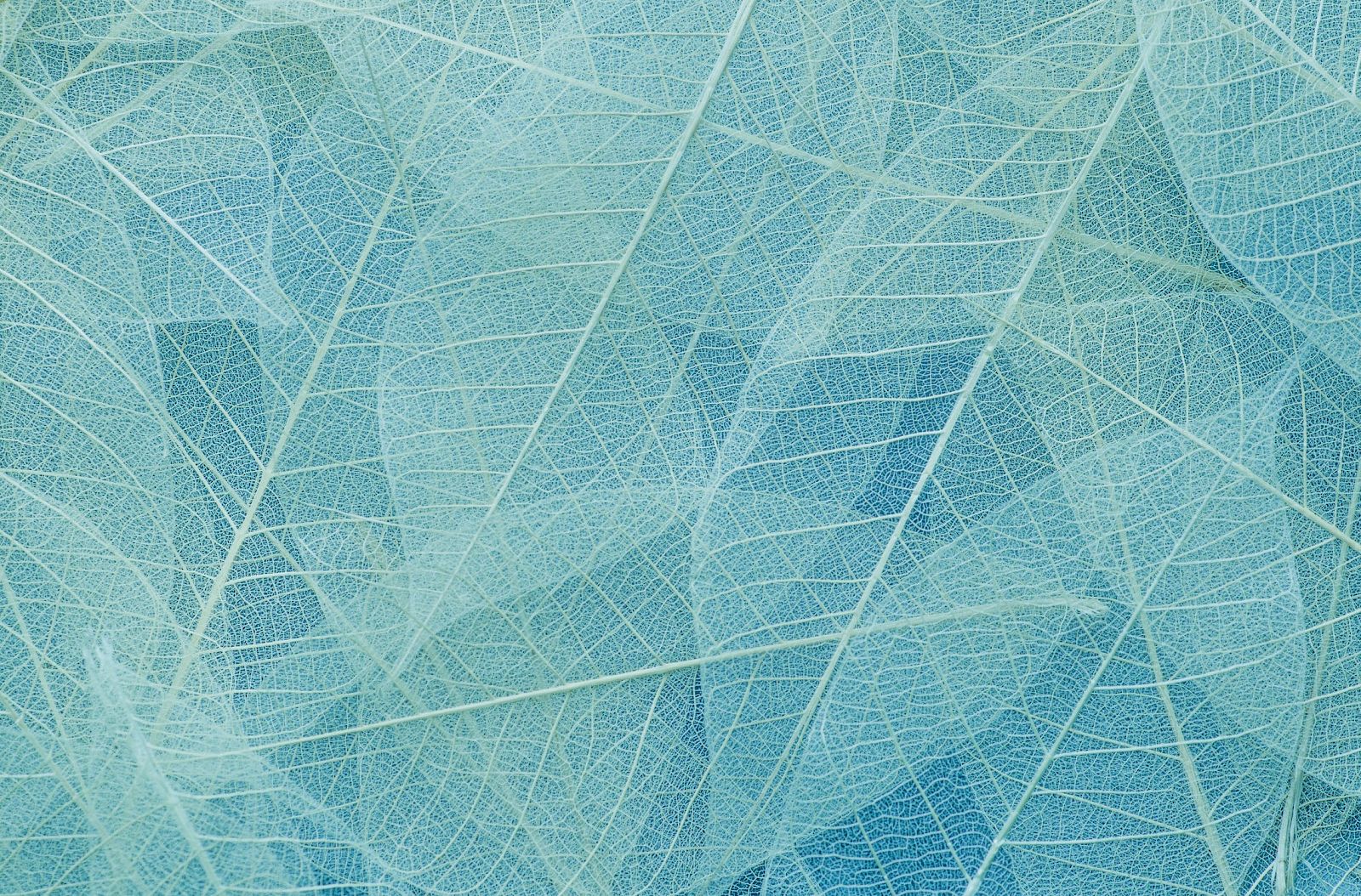 The image shows a close-up of translucent blue leaves with intricate vein patterns, creating a delicate and airy texture.