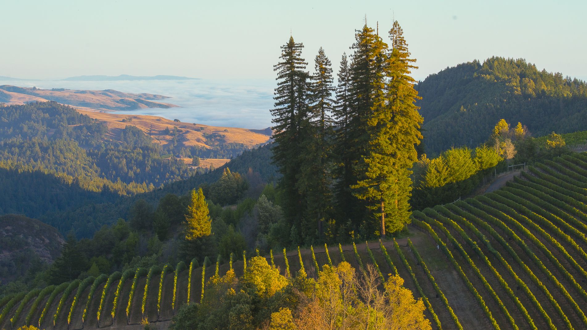 A scenic vineyard landscape with rows of grapevines, tall trees, and rolling hills under a clear sky, with distant fog in the valley.