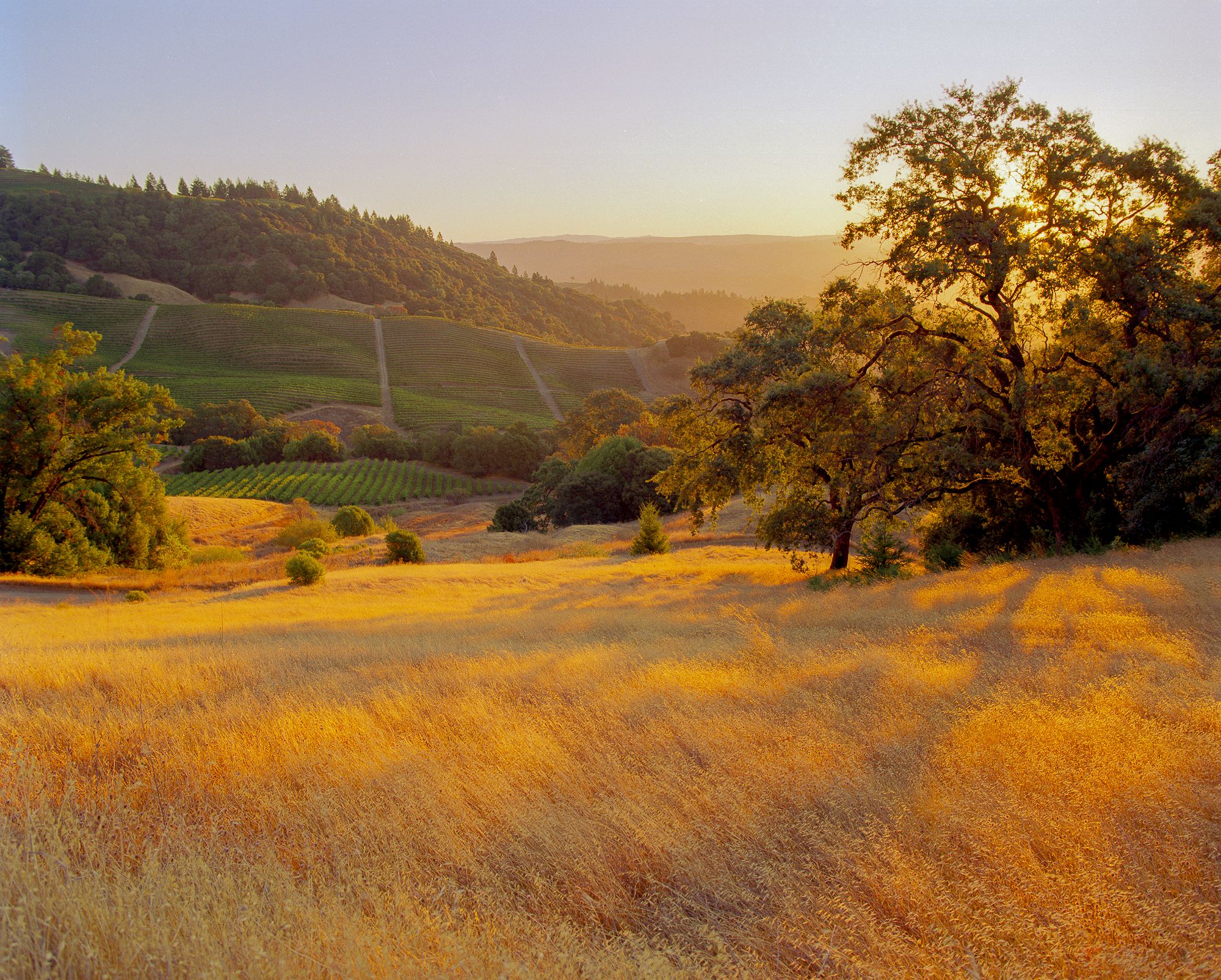 A scenic landscape with golden grass, a large tree, hills, and soft evening sunlight casting long shadows.