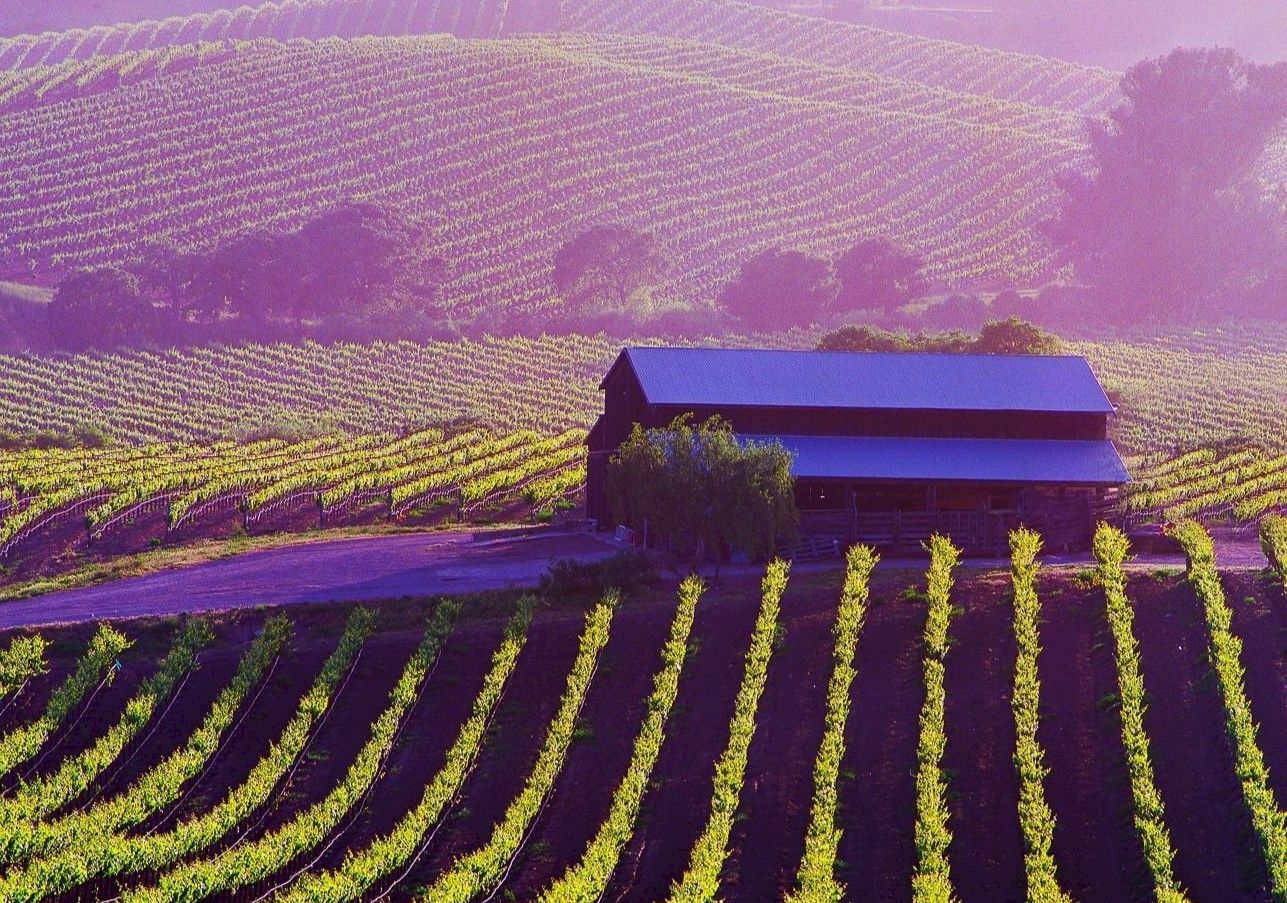 A vineyard with rows of grapevines and a barn-like structure, set in hilly terrain with a warm, purple hue in the background.
