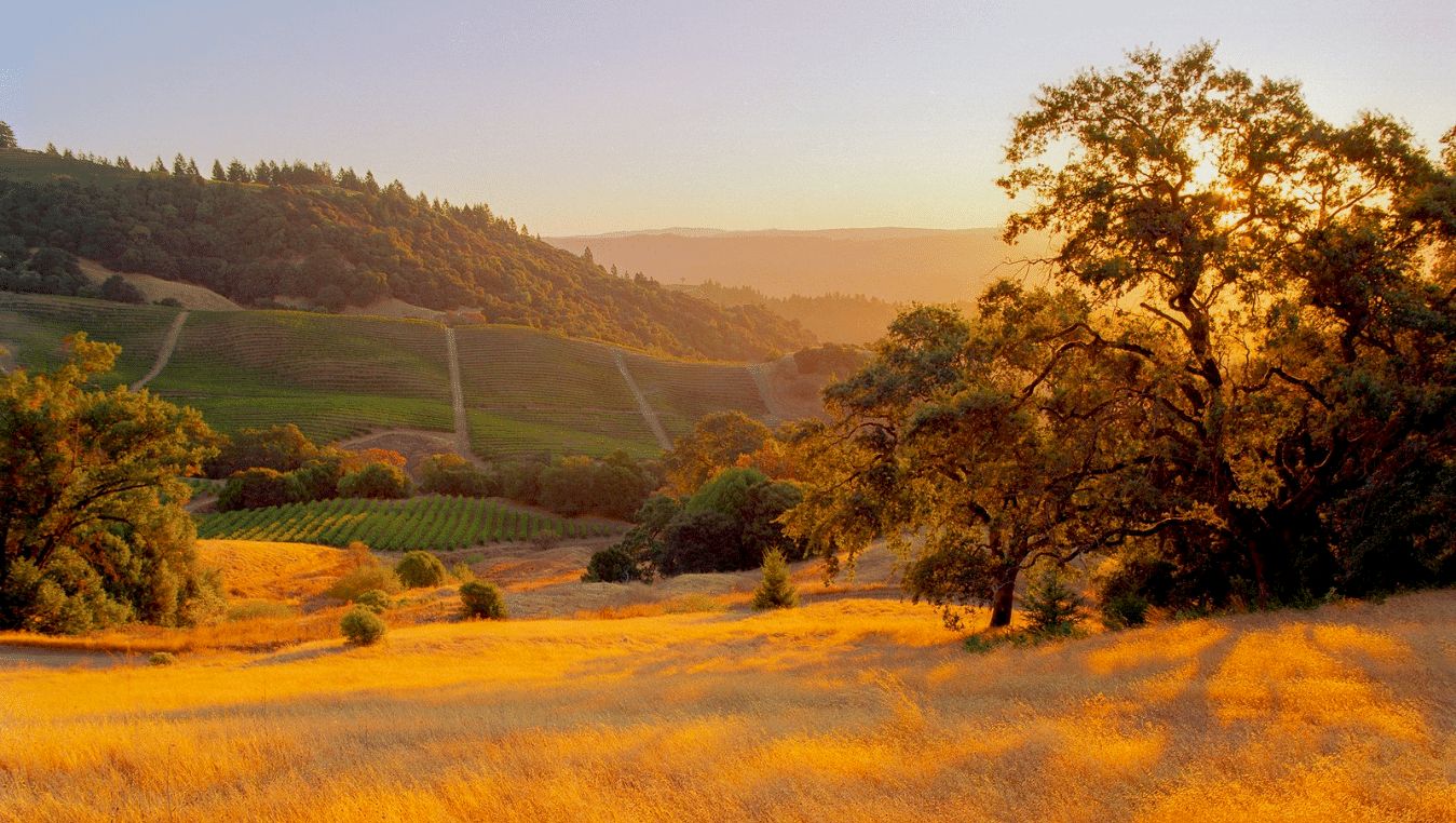 A scenic landscape with golden fields, rolling hills, and distant vineyards under a clear, sunny sky at sunset.