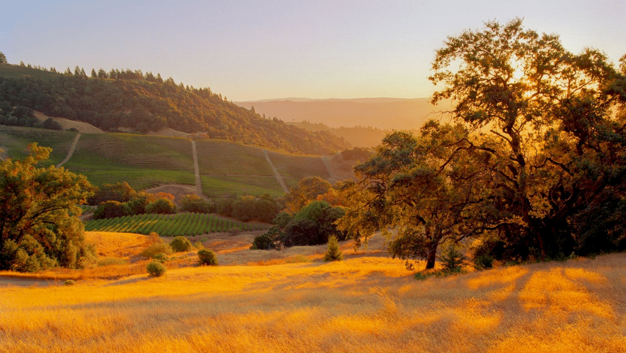 A scenic landscape with golden fields, rolling hills, and distant vineyards under a clear, sunny sky at sunset.