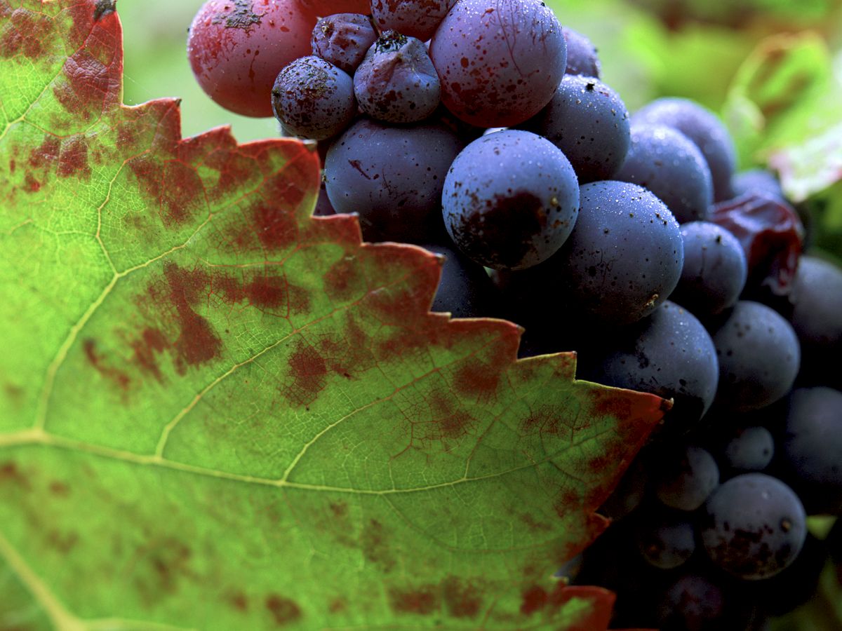The image shows a bunch of purple grapes alongside a green leaf with red spots on it, creating a vivid and colorful scene.