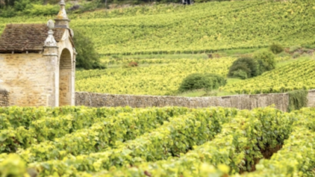 A scenic vineyard with rows of grapevines and a rustic stone building, surrounded by lush greenery and rolling hills in the background.