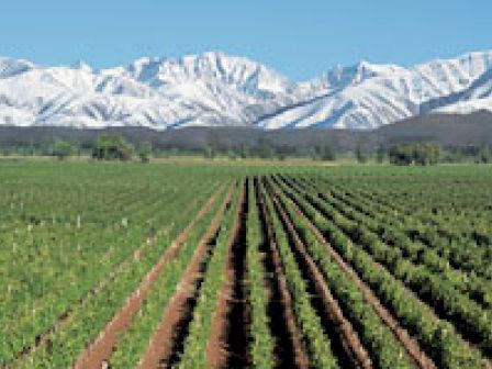 The image shows a lush green field with rows of crops, set against a backdrop of snow-capped mountains under a clear blue sky.