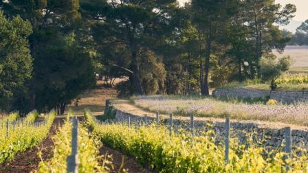 A vineyard with rows of grapevines and a dirt path, surrounded by trees under a clear sky.