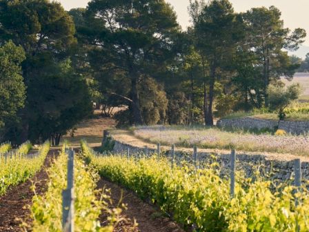 A vineyard with rows of grapevines and a dirt path, surrounded by trees under a clear sky.