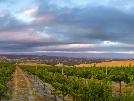 The image shows a vineyard landscape with rows of grapevines under a cloudy sky, with hills in the background and sunset lighting the scene.
