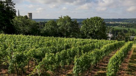 A lush vineyard stretches under a partly cloudy sky, with a distant view of trees, fields, and a tower on the horizon.