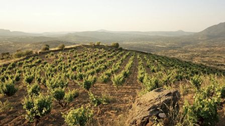 A vineyard stretches across a hillside under a clear sky, with rows of grapevines and distant mountains in the background.