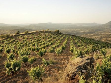 A vineyard stretches across a hillside under a clear sky, with rows of grapevines and distant mountains in the background.