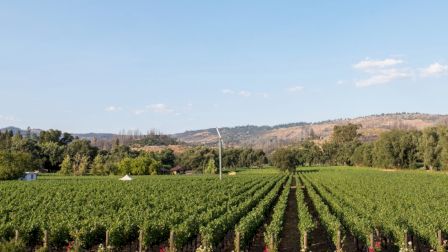 The image shows a vineyard with rows of grapevines under a clear blue sky with hills in the background.