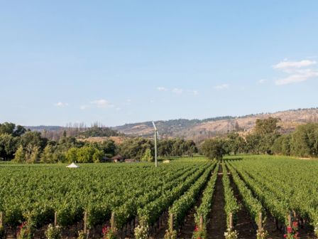 The image shows a vineyard with rows of grapevines under a clear blue sky with hills in the background.