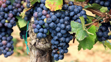 The image shows clusters of ripe purple grapes hanging from grapevines with green leaves.