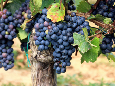 The image shows clusters of ripe purple grapes hanging from grapevines with green leaves.