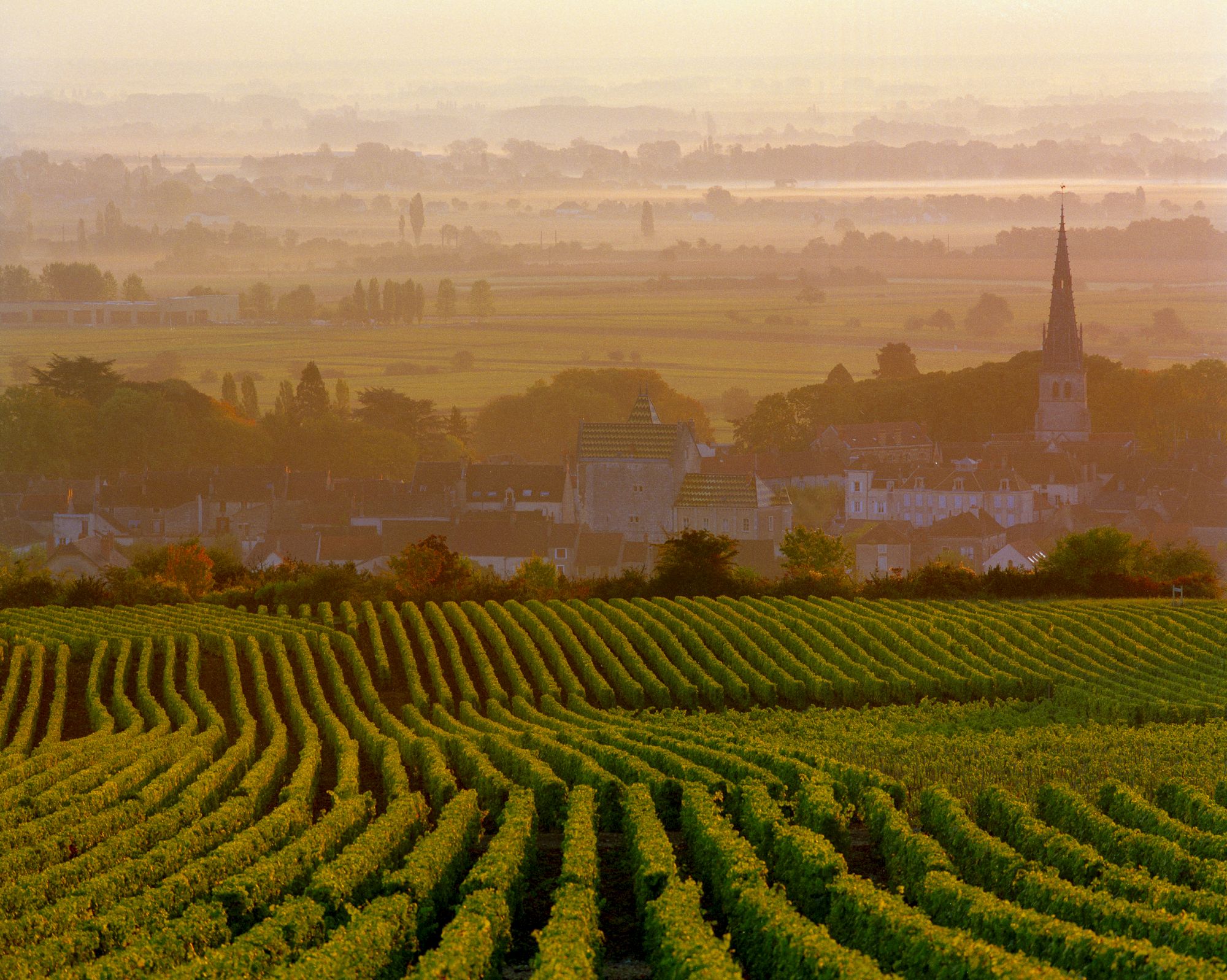 A scenic view of lush vineyards with a foggy landscape and a church steeple in the background under a warm, golden sky.
