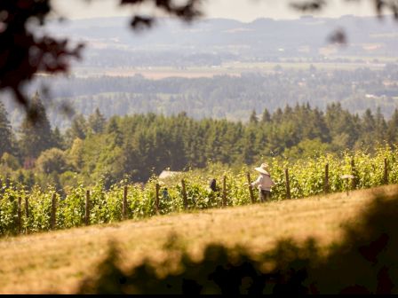 A scenic view of a vineyard with lush green vines, trees in the background, and a person tending the vines under a clear sky.