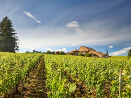 A lush vineyard stretches towards a building under a partly cloudy blue sky, framed by trees at the edge.