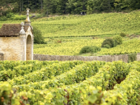 A scenic vineyard with rows of grapevines and a rustic stone building, surrounded by lush greenery and rolling hills in the background.