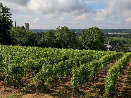 A lush vineyard stretches under a partly cloudy sky, with a distant view of trees, fields, and a tower on the horizon.