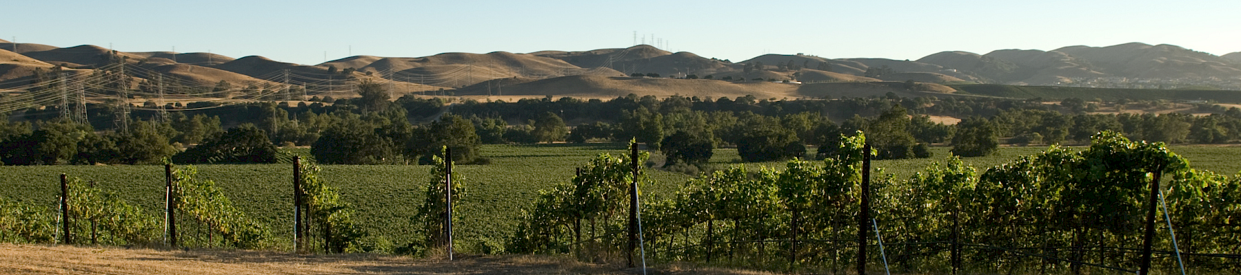 A sunny vineyard with rows of grapevines, a dirt foreground, and rolling hills in the distance under a clear blue sky.