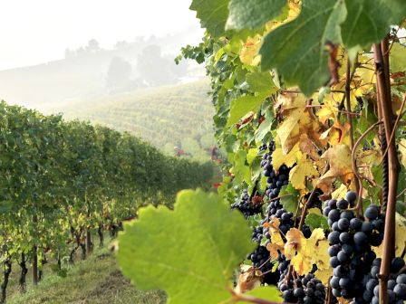 Vineyard rows with grapevines on both sides, sunlit hills in the background, dark clusters of grapes hanging from trellised vines.