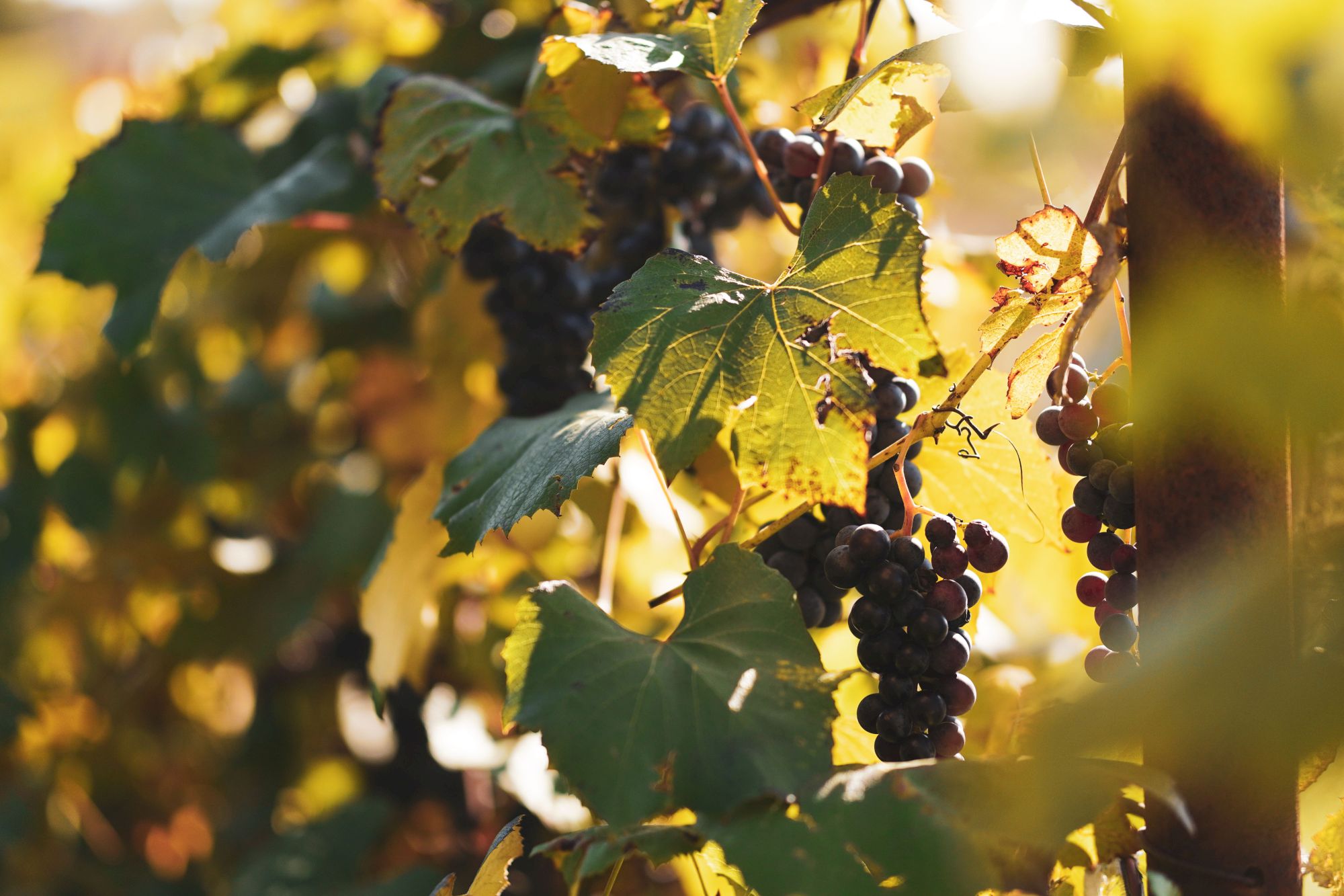 Grapevine clusters with dark grapes and green leaves basking in warm golden sunlight at harvest time.