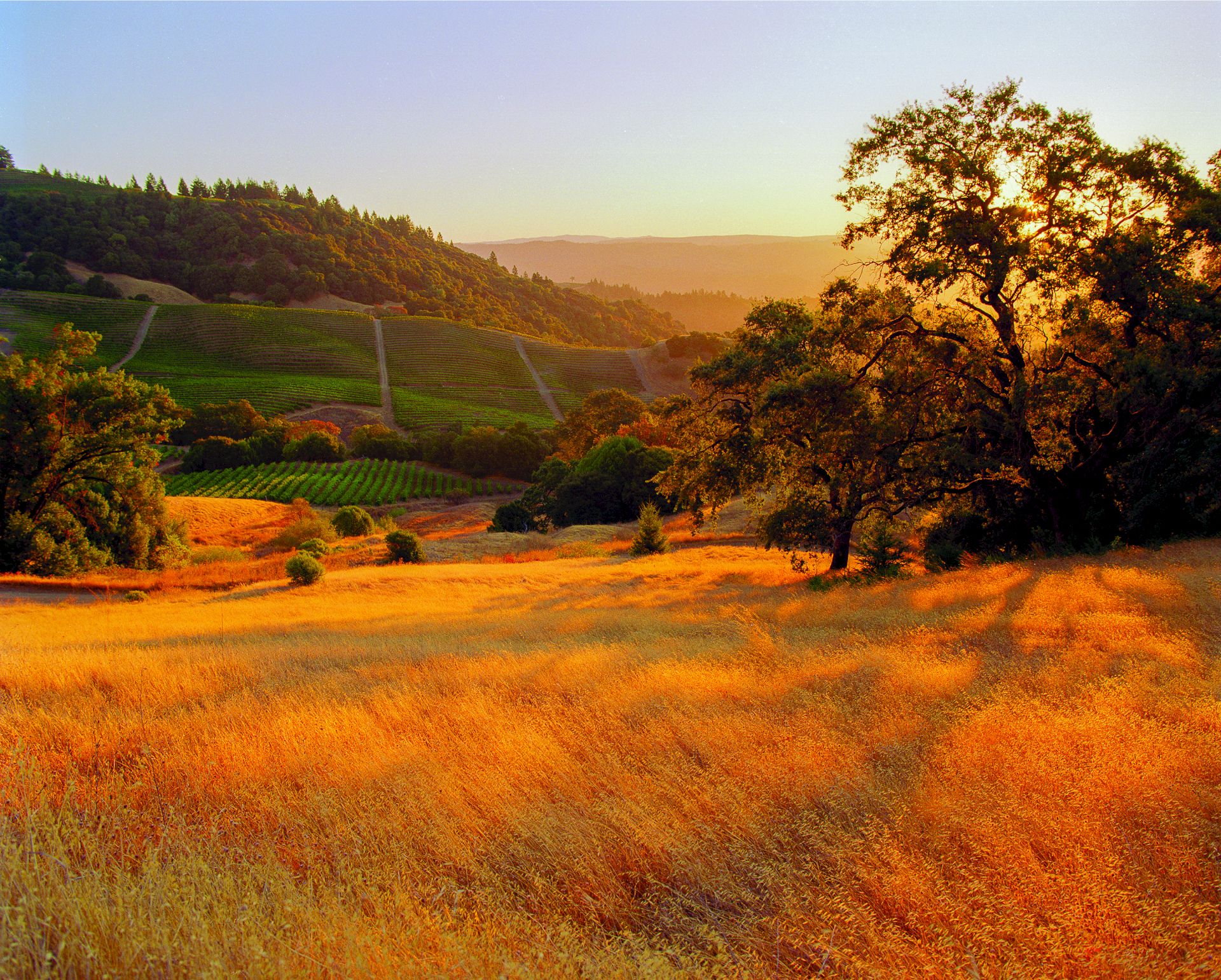 Rolling hills and vineyard rows at sunset, with golden grass and a lone tree in the foreground.